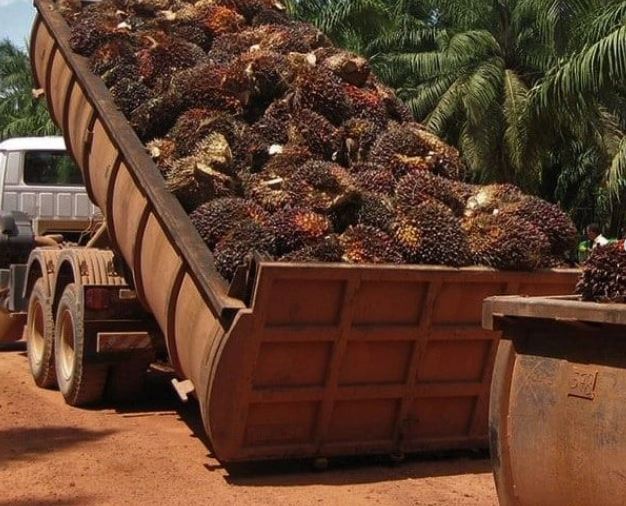 Sur Del Lago Productores De Mil Hect Reas De Palma Aceitera En El