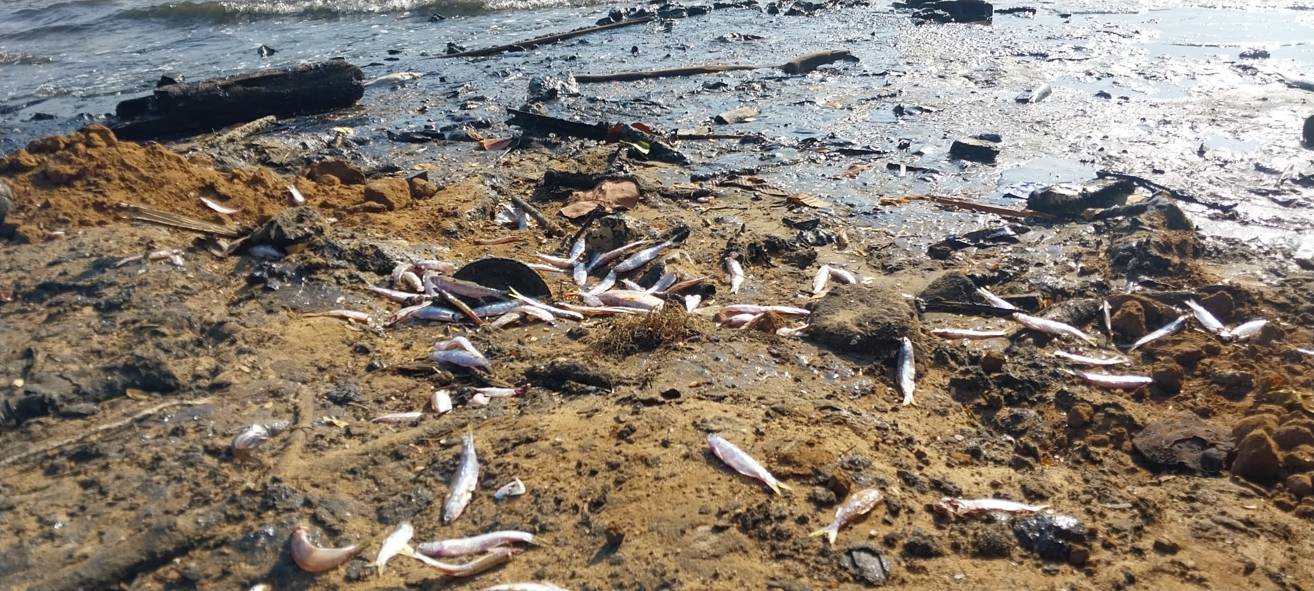 Zulia Pescadores Realizan Estudio Sobre Contaminaci N En El Lago